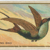 Humming bird.
