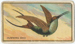 Humming bird.