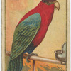 Purple-capped lory.