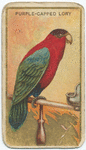 Purple-capped lory.