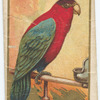 Purple-capped lory.