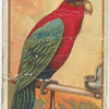 Purple-capped lory.