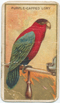 Purple-capped lory.