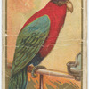 Purple-capped lory.
