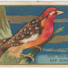 Red breasted sap sucker.
