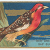 Red breasted sap sucker.