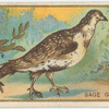 Sage grouse.