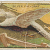 Silver pheasant.