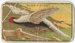 Silver pheasant.
