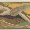 Silver pheasant.