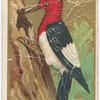 Wood-pecker. (Red Head)