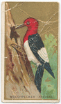 Wood-pecker. (Red Head)