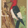 Wood-pecker. (Red Head)
