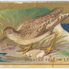 Greater yellow legs. (snipe)