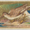 Greater yellow legs. (snipe)