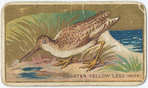 Greater yellow legs. (snipe)