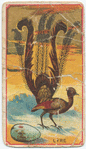 Lyre.