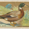 Mallard duck.