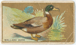 Mallard duck.