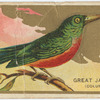 Great Jacamar. (Columbia)