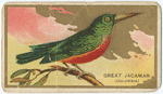 Great Jacamar. (Columbia)