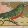 Great Jacamar. (Columbia)