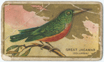 Great Jacamar. (Columbia)