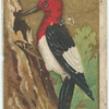 Wood-pecker. (Red Head)