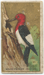 Wood-pecker. (Red Head)