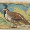 Plumed partridge. (Cal.)