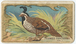 Plumed partridge. (Cal.)