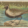 Pacific golden plover.