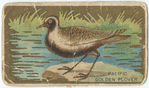 Pacific golden plover.