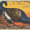 Black grouse.