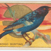 Indigo bunting.
