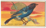 Indigo bunting.