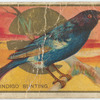 Indigo bunting.