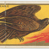 Golden eagle.