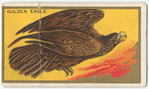 Golden eagle.