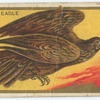 Golden eagle.