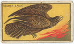 Golden eagle.