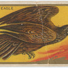 Golden eagle.