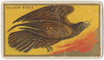 Golden eagle.