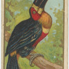 Ariel toucan.