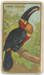 Ariel toucan.