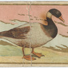 Brant.