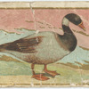 Brant.