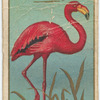Flamingo.