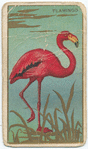 Flamingo.