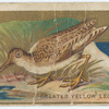 Greater yellow legs. (snipe)